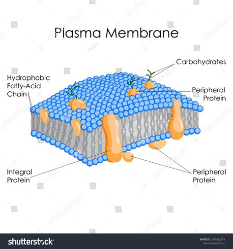 Plasma Membrane Diagram: Microscopic Insights
