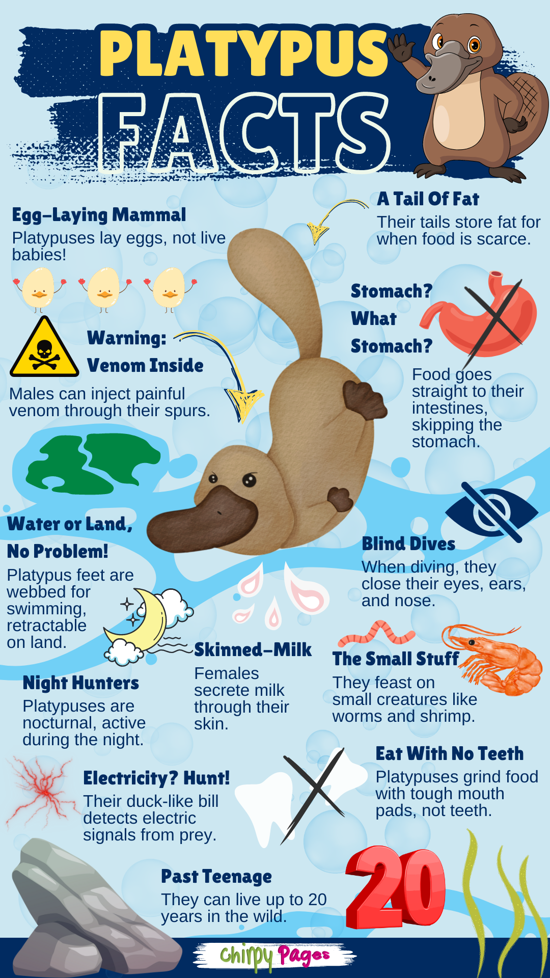Platypus Do They Lay Eggs