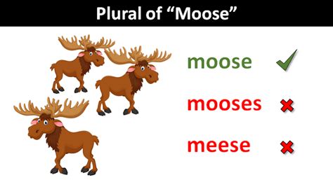 The Plural of Moose Explained: You Might Be Surprised!