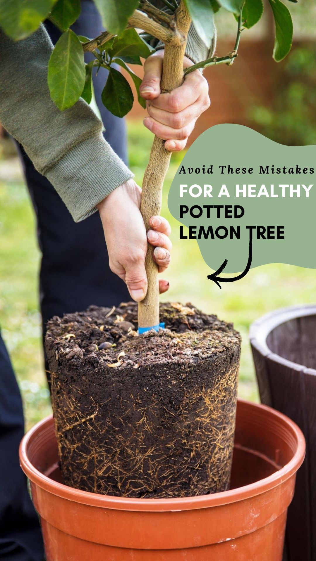 Start And Care For Potted Tree Plants