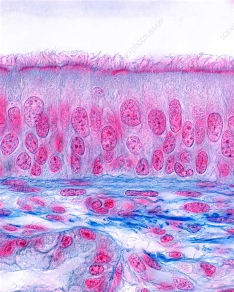 Unveiling the Mysteries of Pseudostratified Ciliated Columnar Epithelium