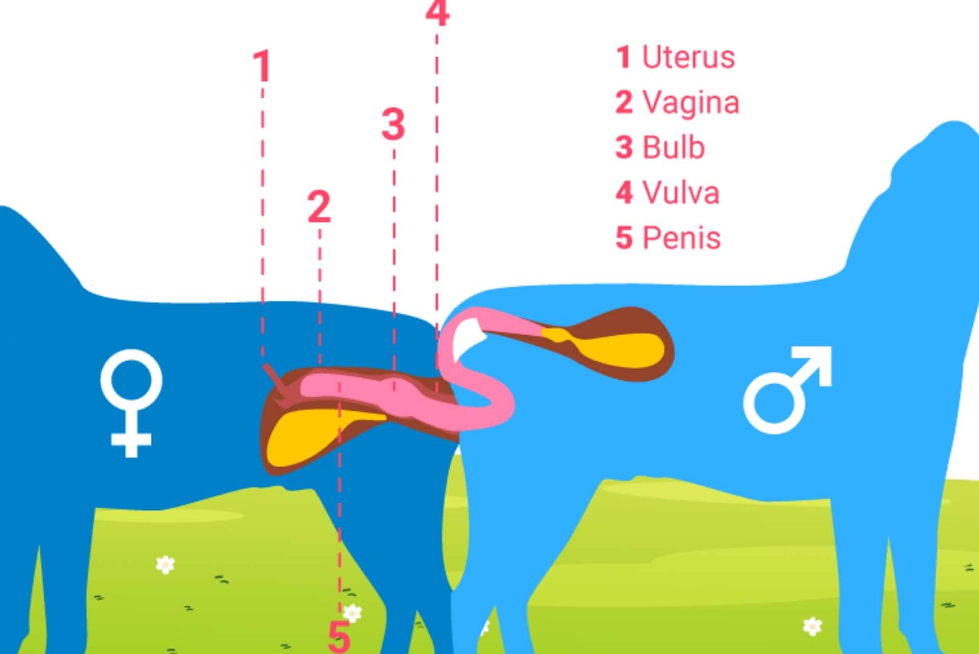 Purina One Digestive Health