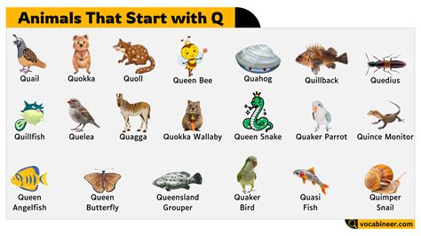 Q Stands For