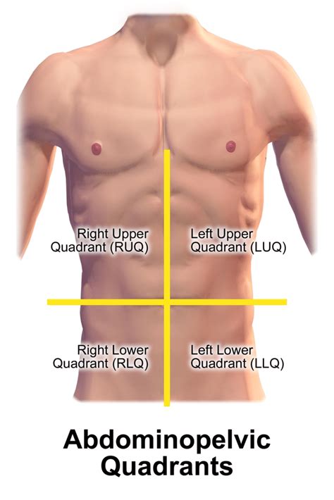 Quadrants of Abdomen: Vital Medical Insights