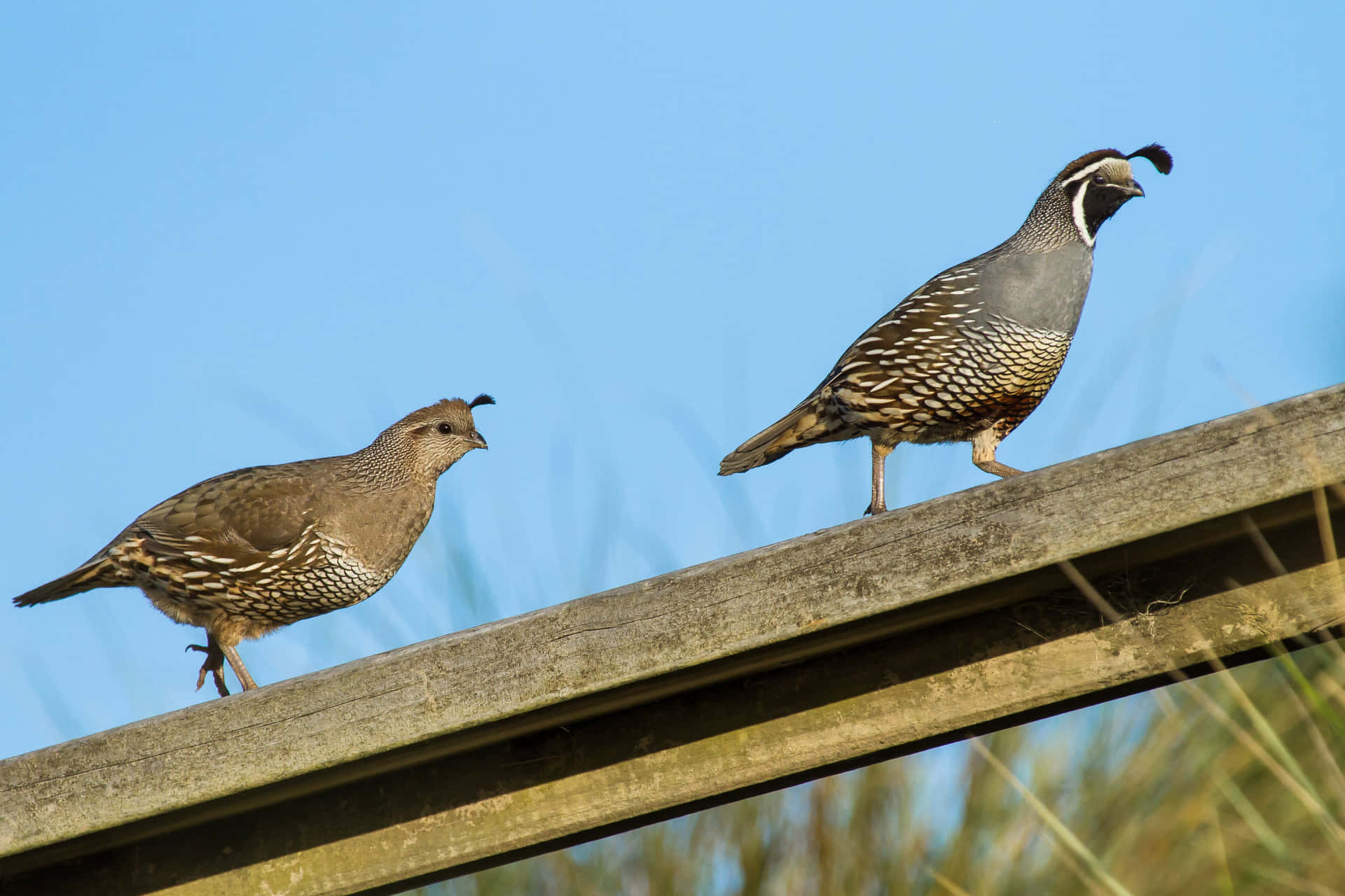 Quail How Often Do They Lay Eggs
