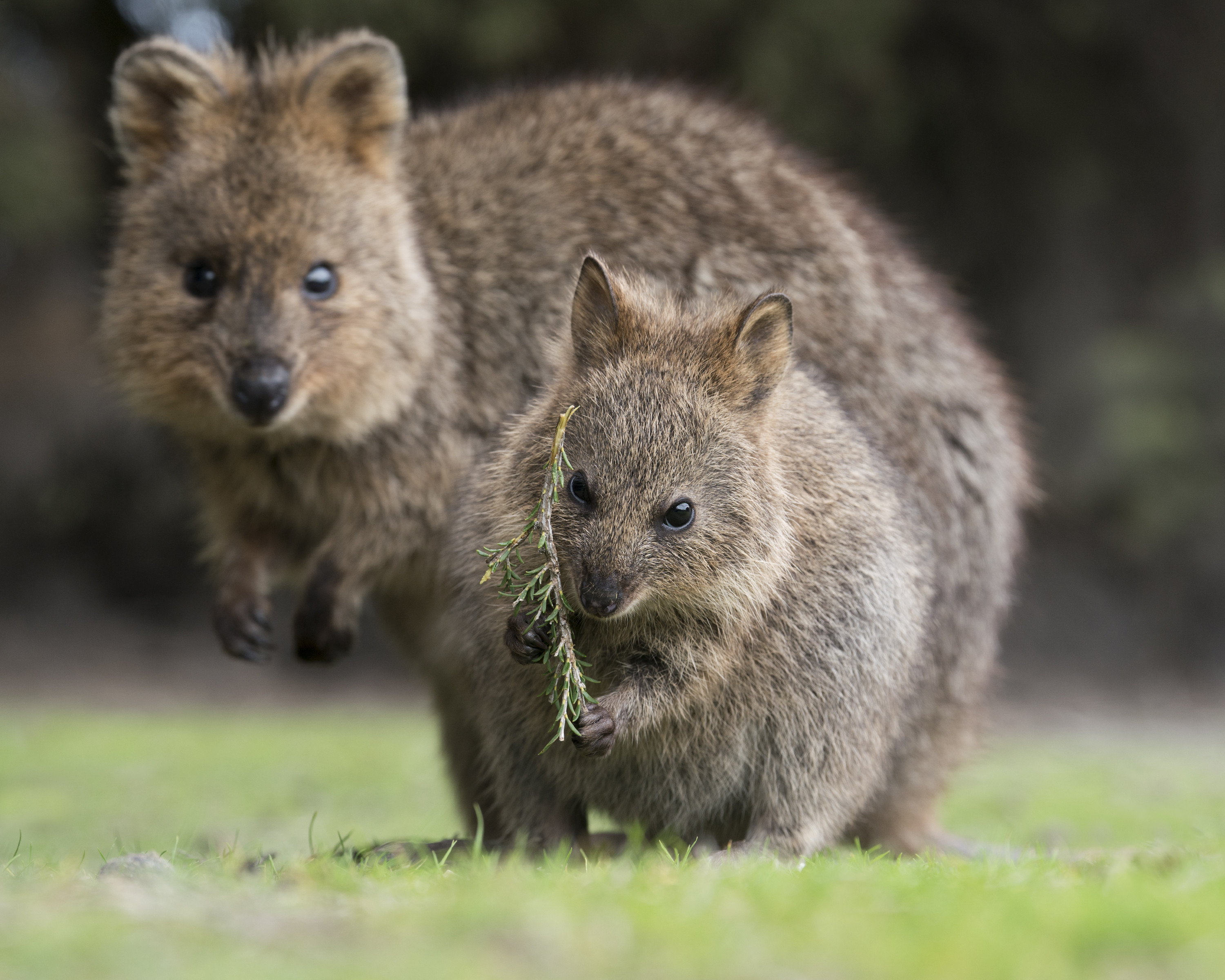 Quokka Do They Bite