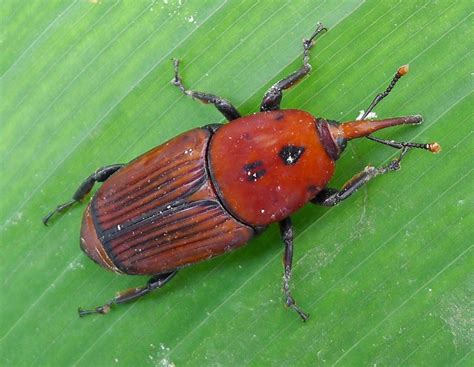 Red Palm Weevil Threat: Hidden Menace Exposed