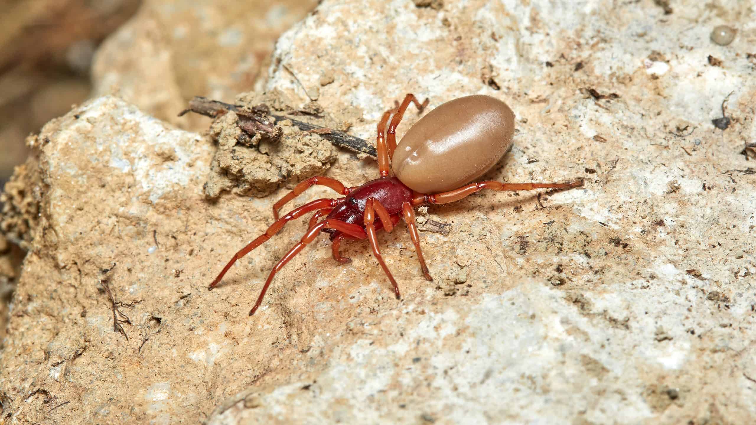 How To Identify And Control A Red Spider With Brown Abdomen