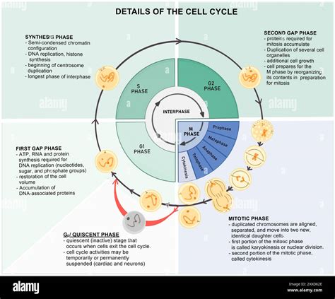 S Phase Cell Cycle