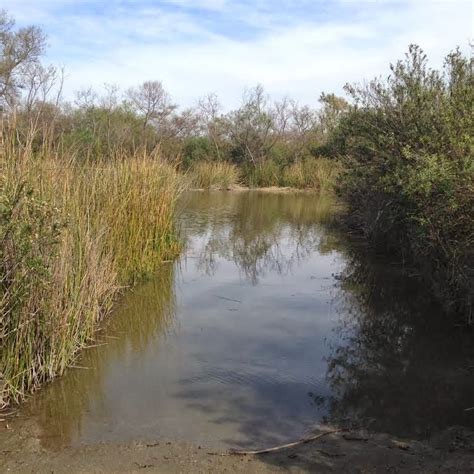 San Joaquin Marsh Secrets Revealed