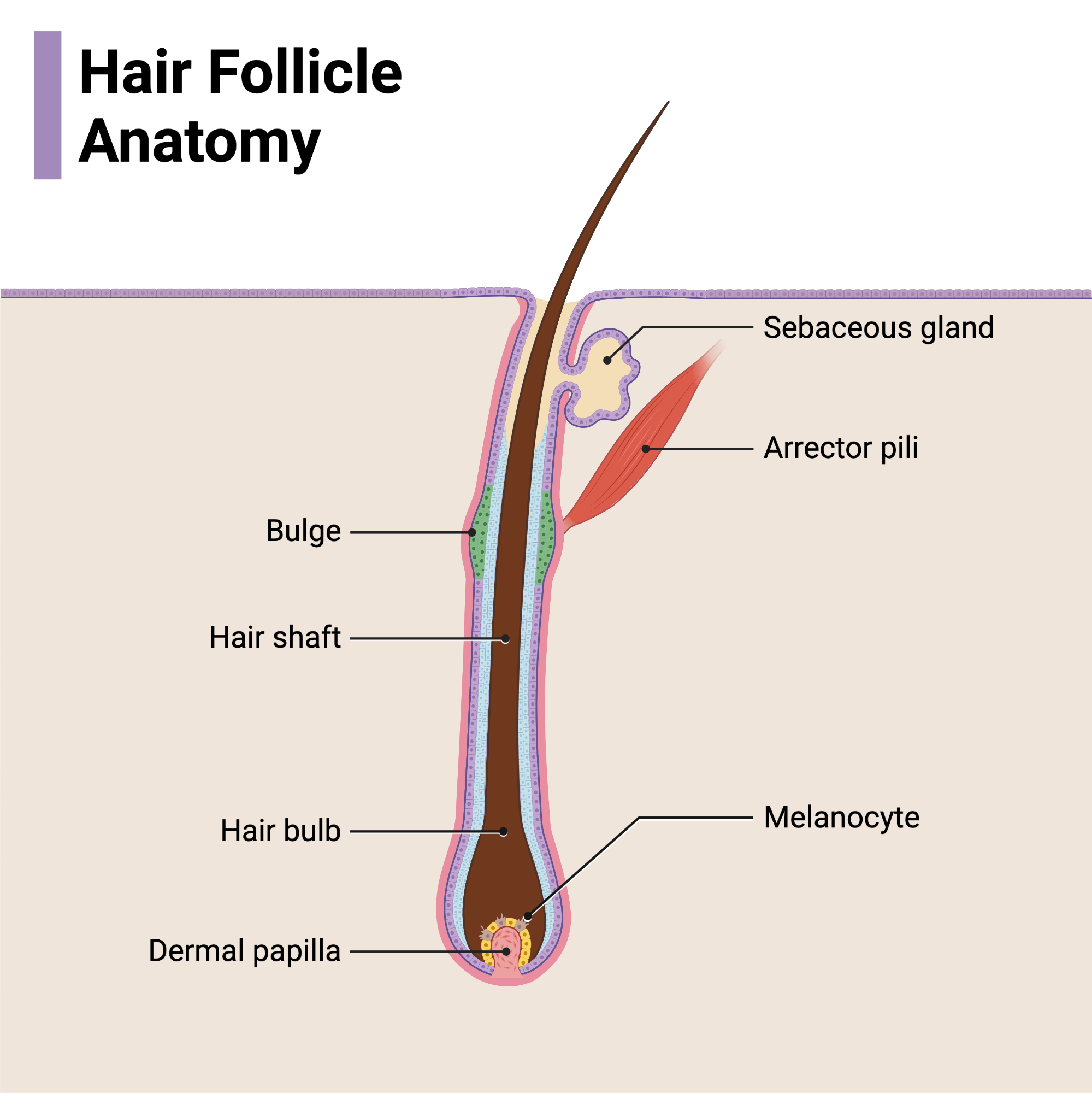 Sebaceous Filaments How To Remove