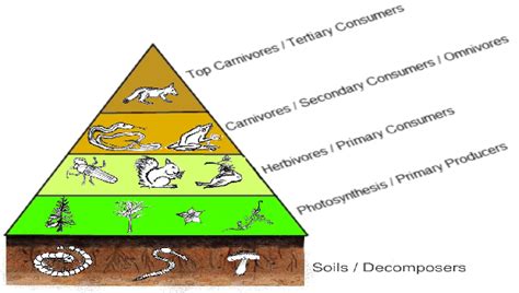 Secondary Consumer Definition: Unveil the Secrets of Nature's Mid-Level Predators