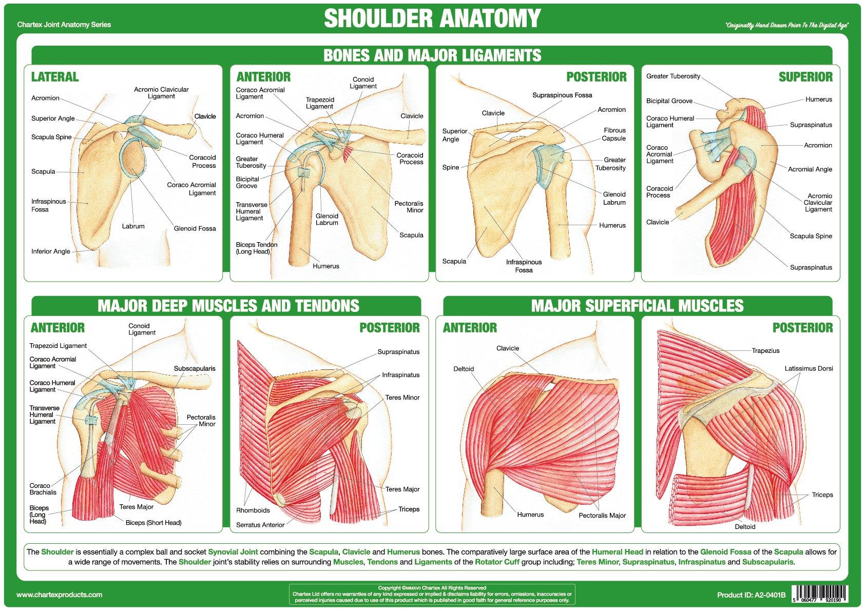 Shoulder Replacement Surgery Video