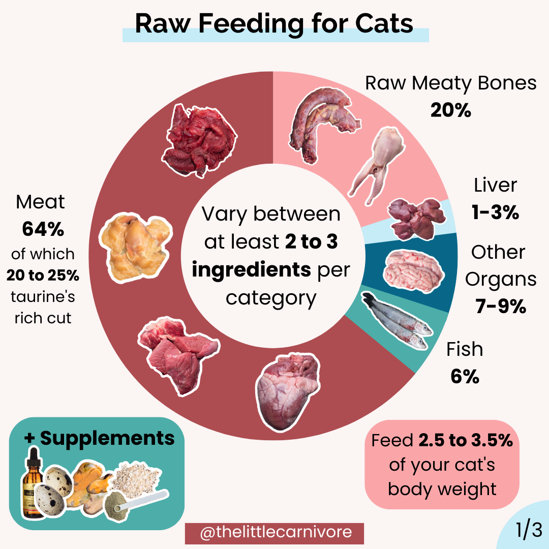 Simple Cat F Diets For Beginners: What You Need To Know