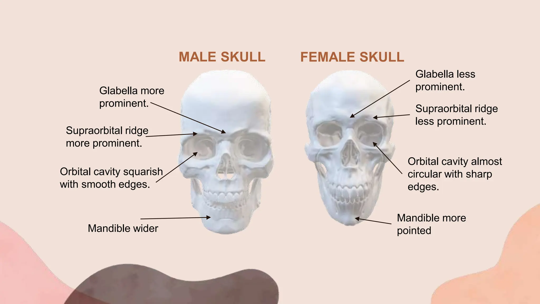 Skull Lateral View Labeled
