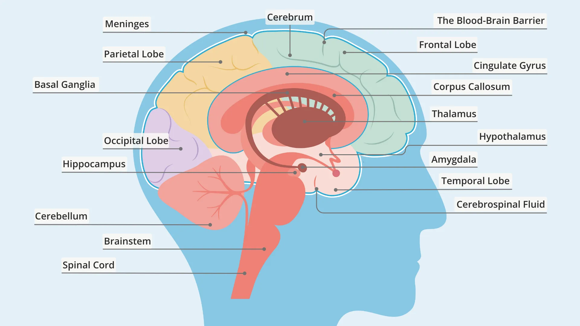 Somatic Nerves And Autonomic Nerves