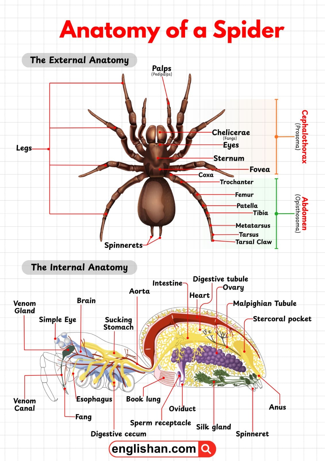 Spiders In One Picture: Anatomy Guide