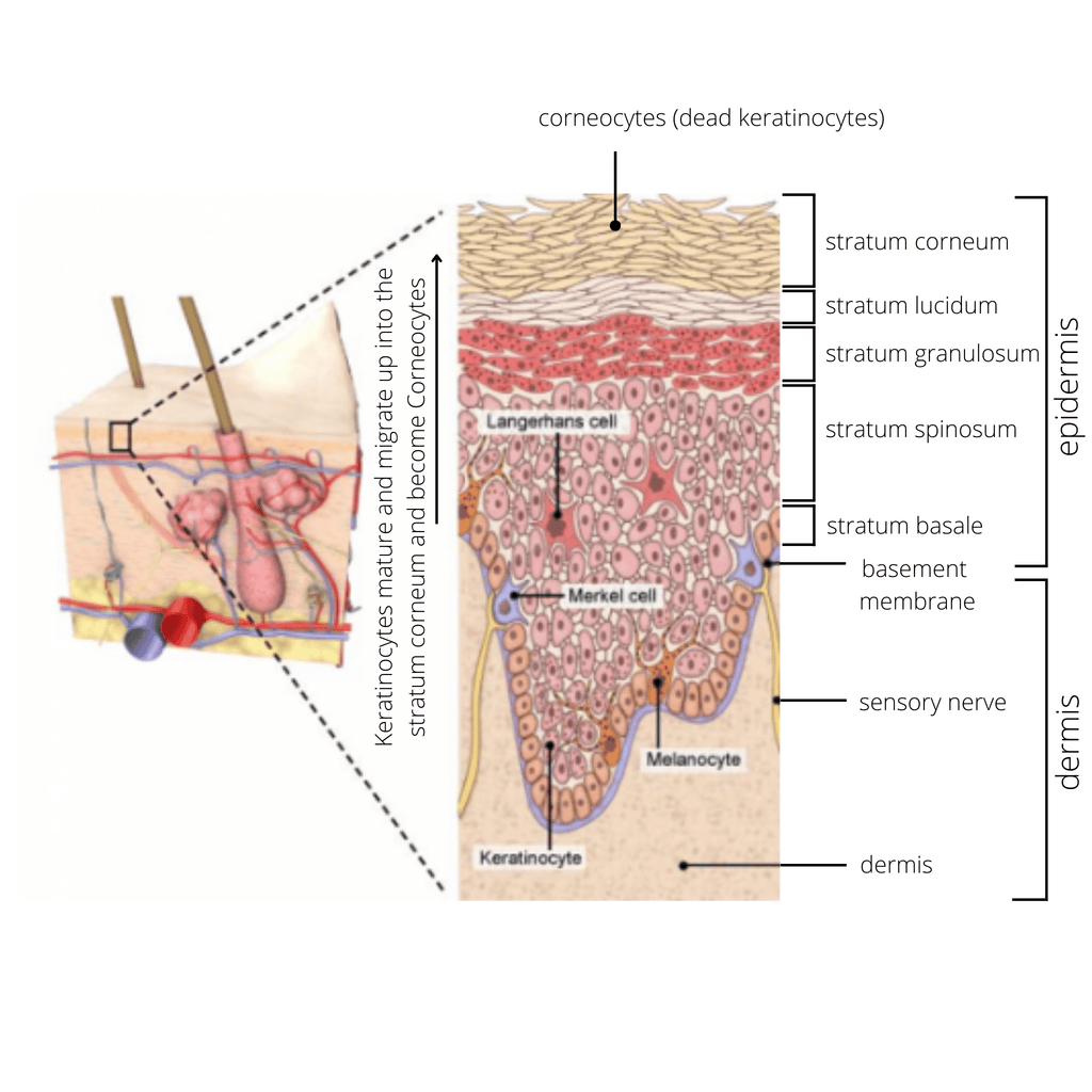 Spinous Process Is Bifid