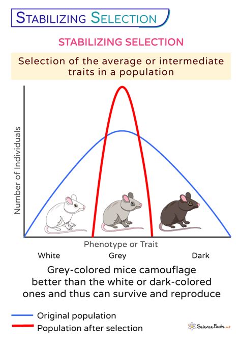 Stabilizing Selection Example: Real-World Insight into Natural Evolution