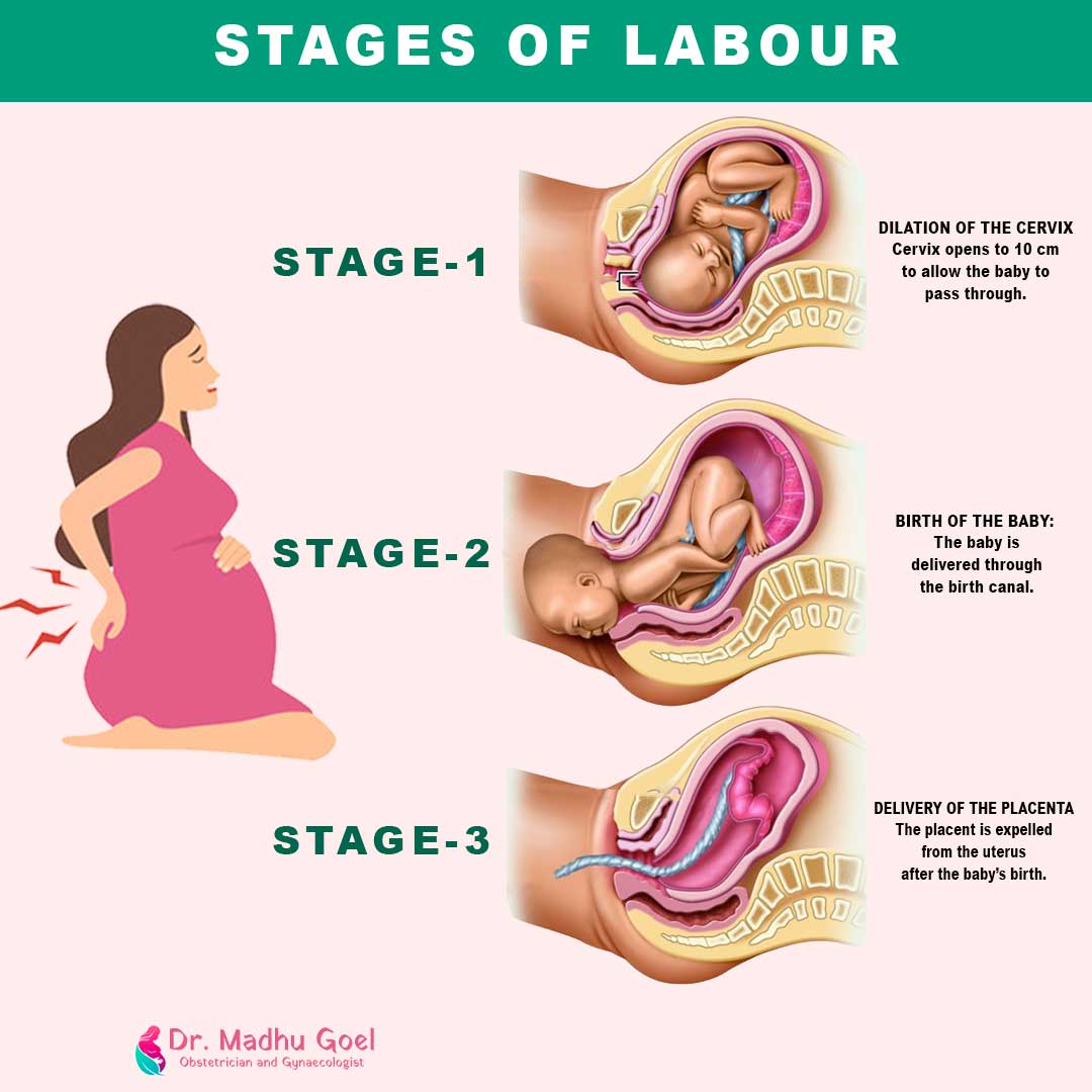 Stages Of Embryonic Development