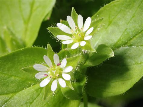Stellaria Media: The Secret Power of Chickweed Uncovered