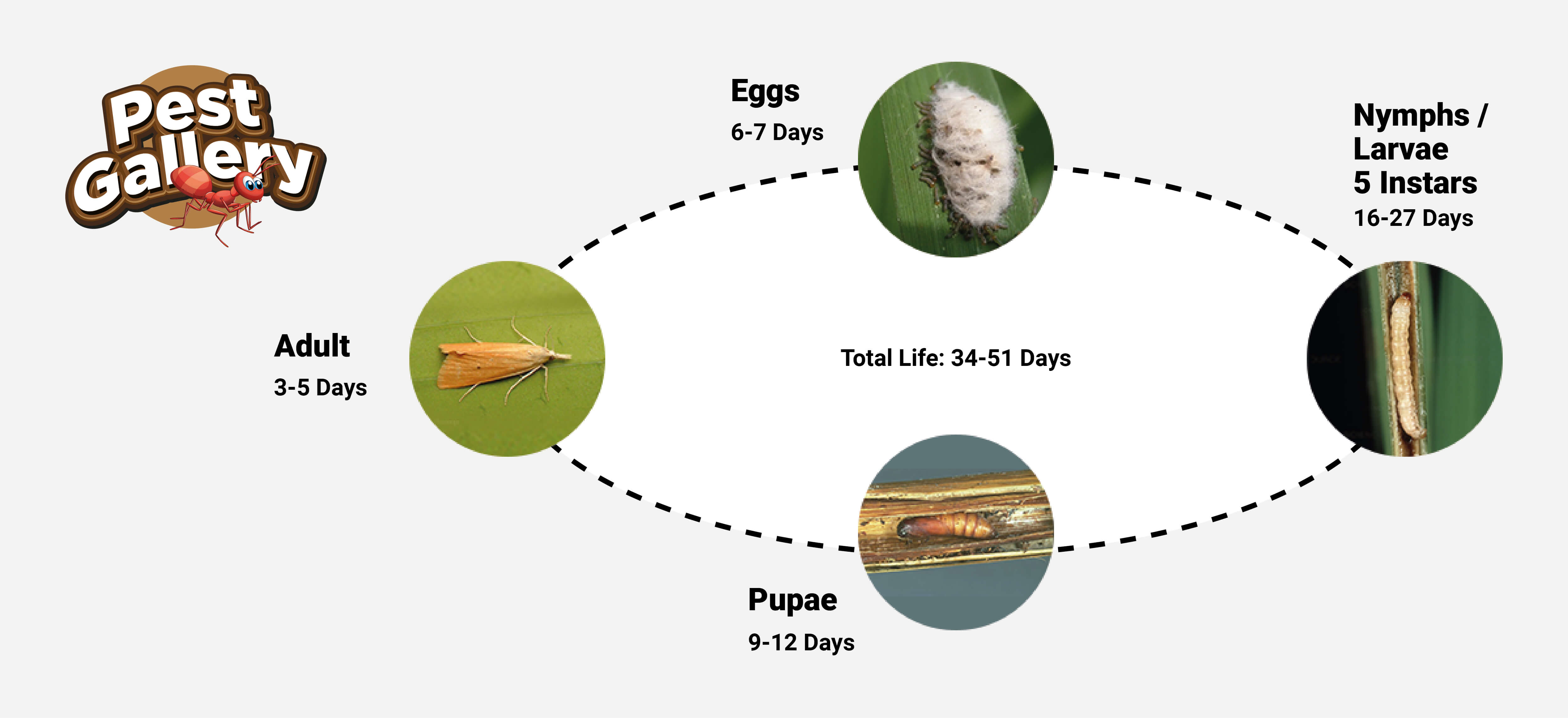 Stem Cell Supplements