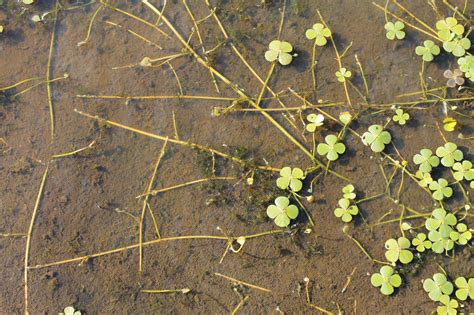 Stoloniferous Plants: Nature's Spreaders Revealed!