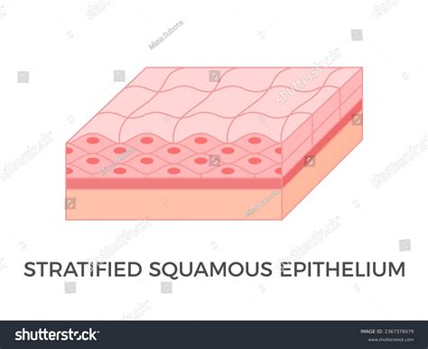 Stratified Squamous Epithelium: Key Cell Layers Unveiled