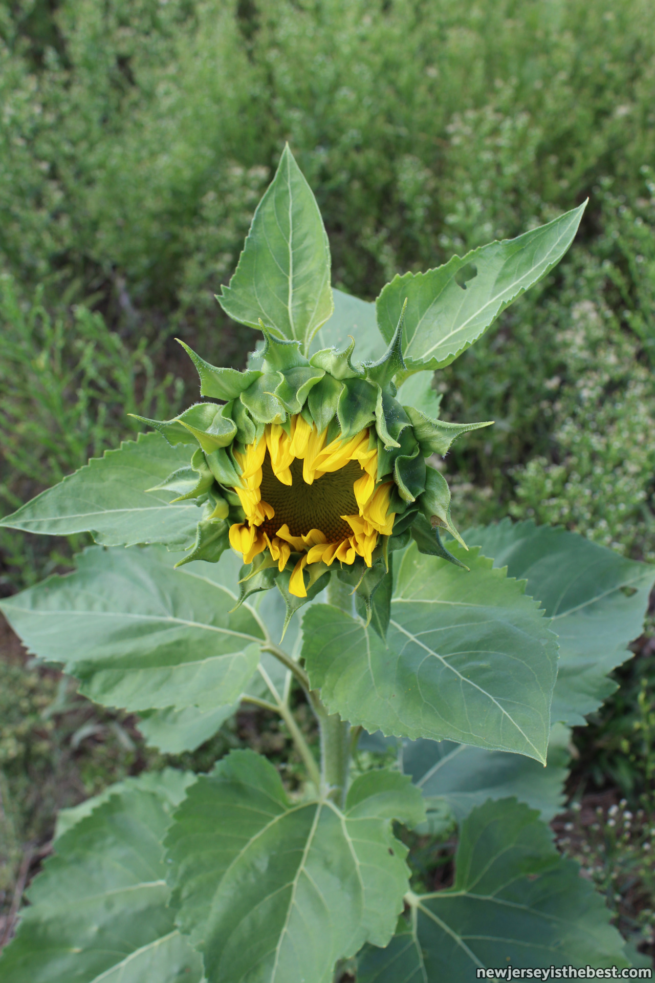 Sunflower And Quotes Tattoos
