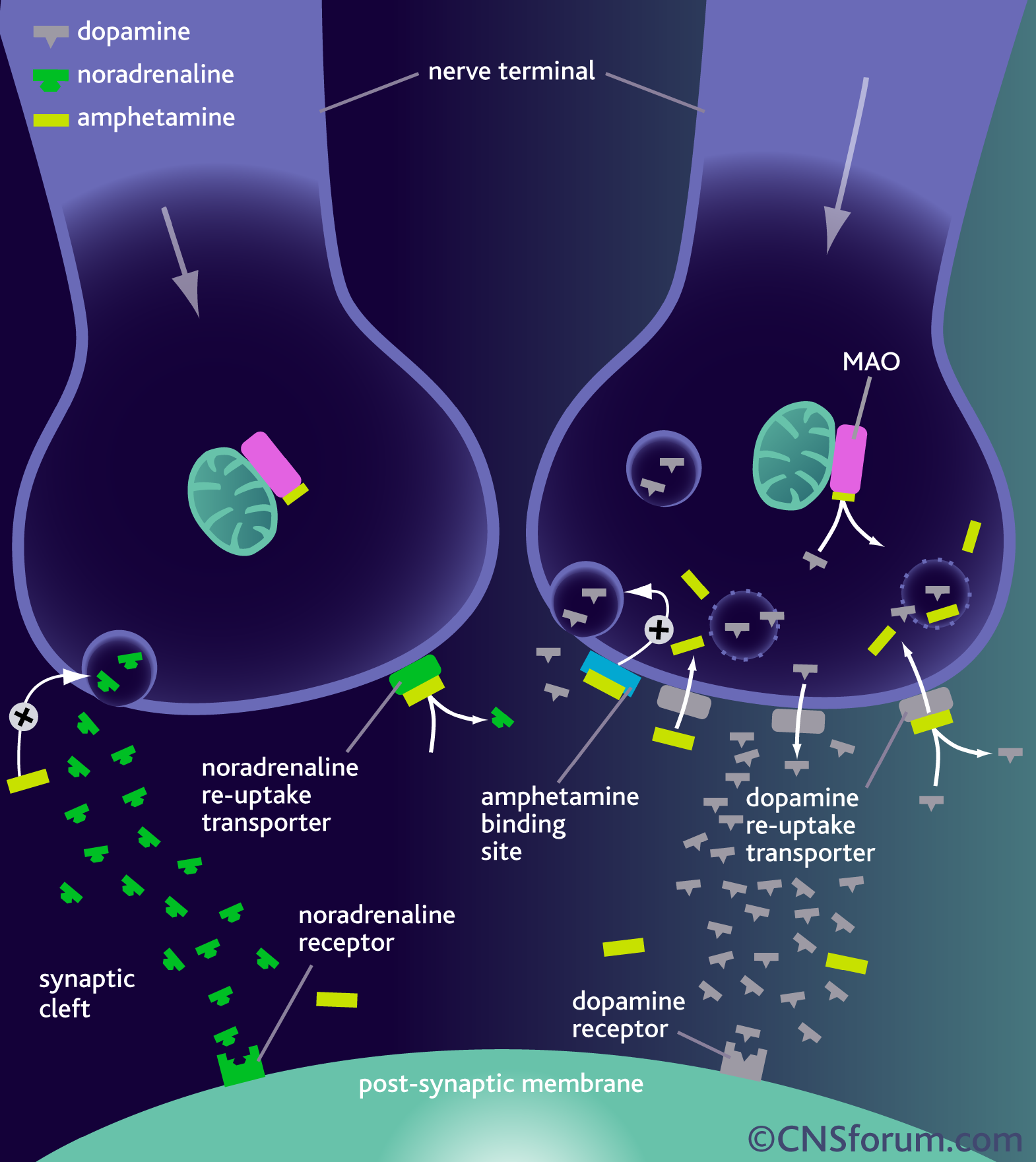 How Many Synapses In The Human Brain And Their Role In Memory