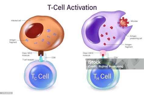 Tcell Activation Mechanism