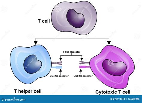 Tcell Structure And Function