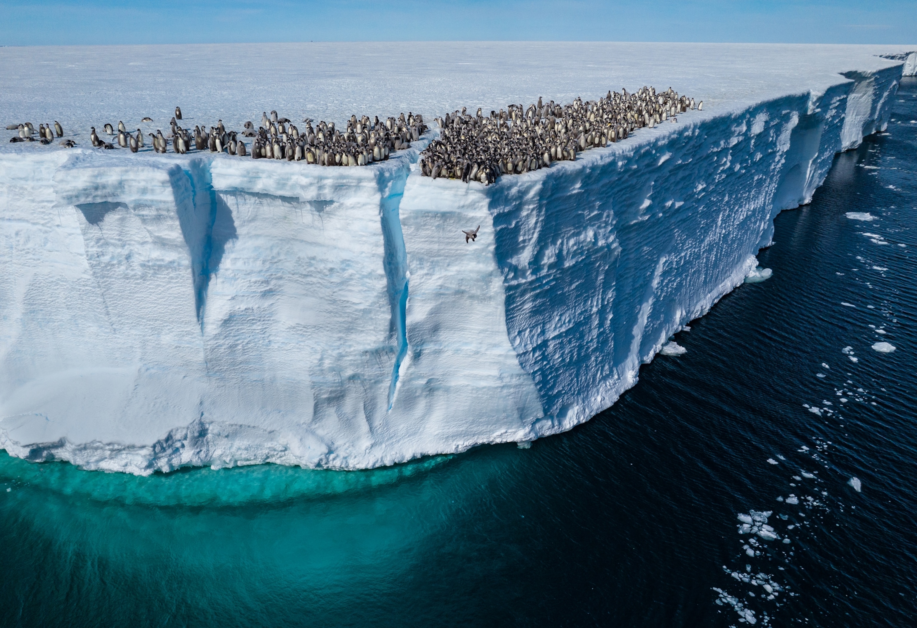 Why Penguin Are Walls Built In The Ocean The Wallace Line Explained