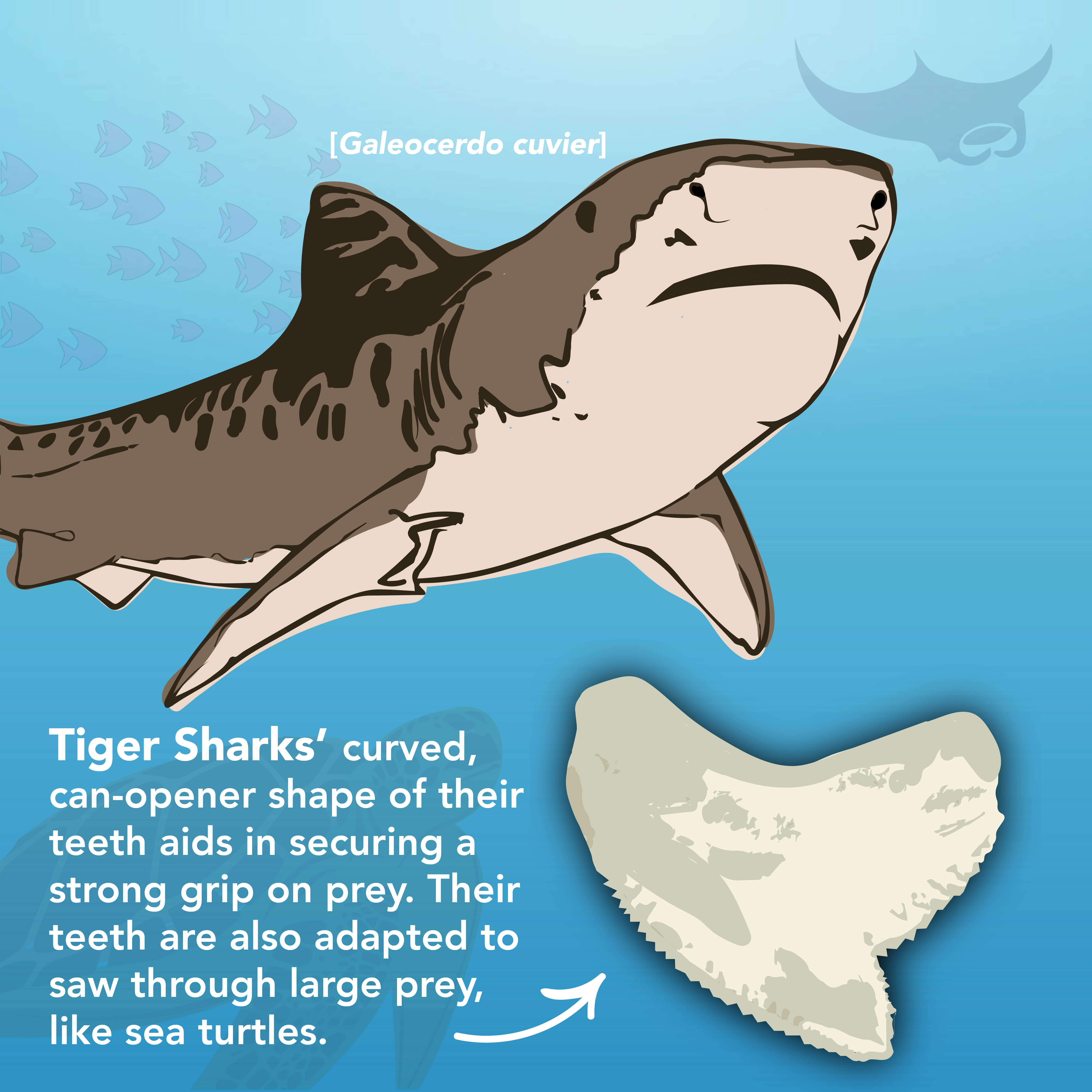 Is There A Tiger Shark With Human Teeth And How To Spot It