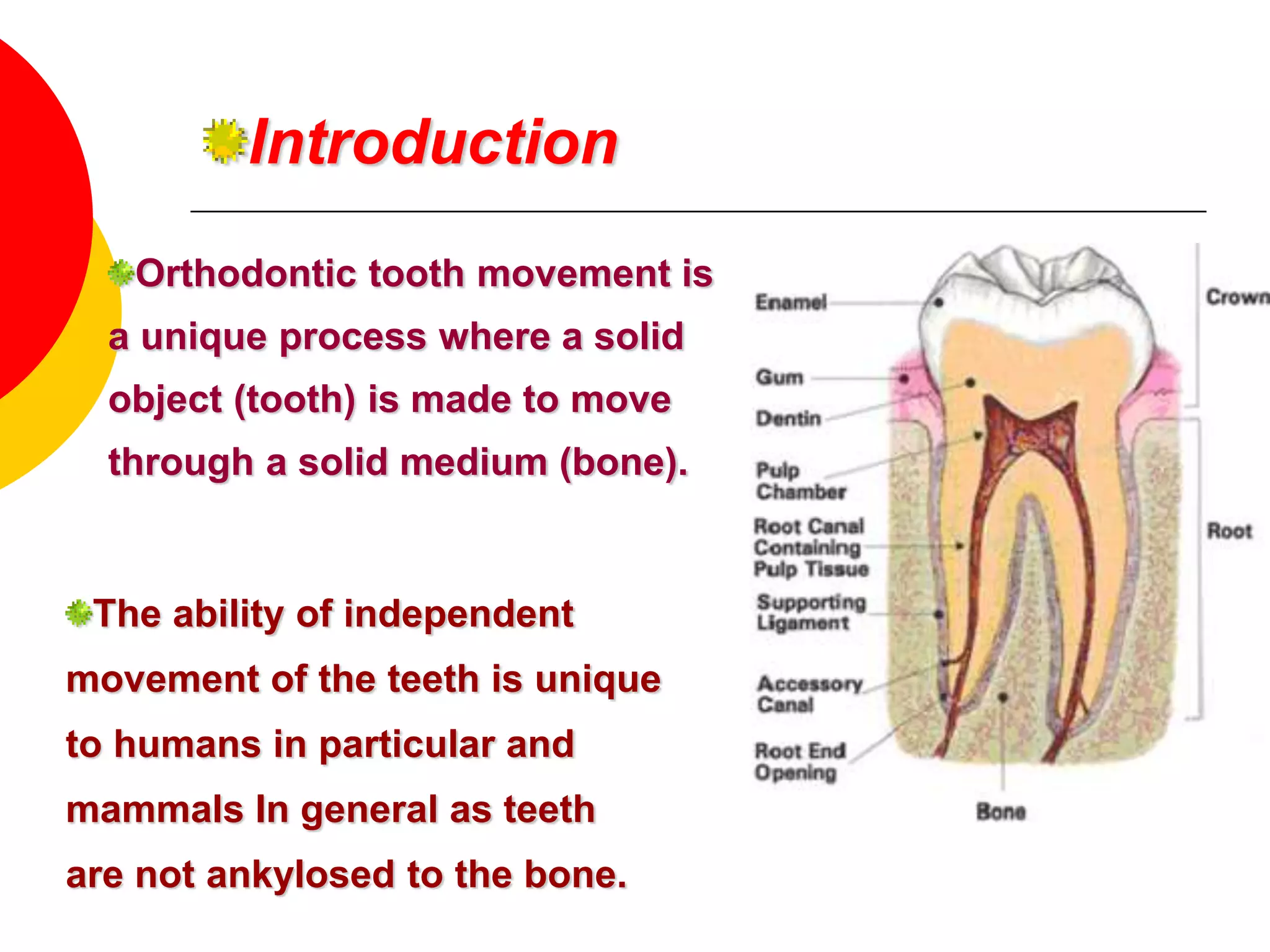 Tooth Extraction Recovery