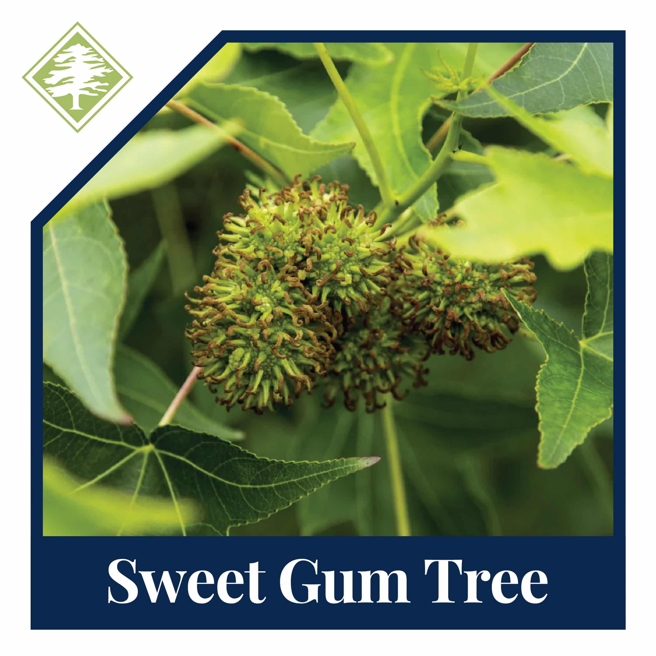 Tree Illustration Images