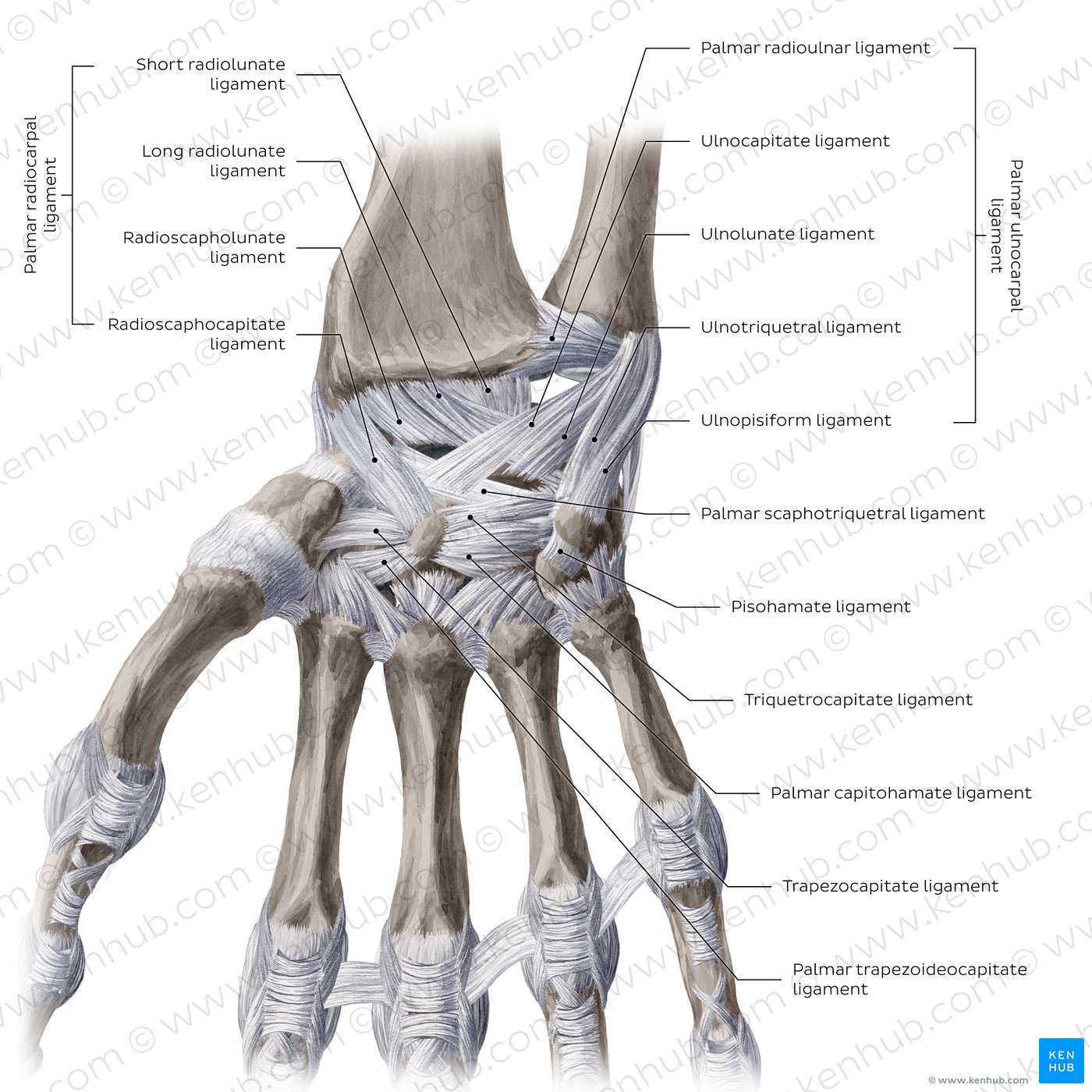 Ulnar Coronoid Process