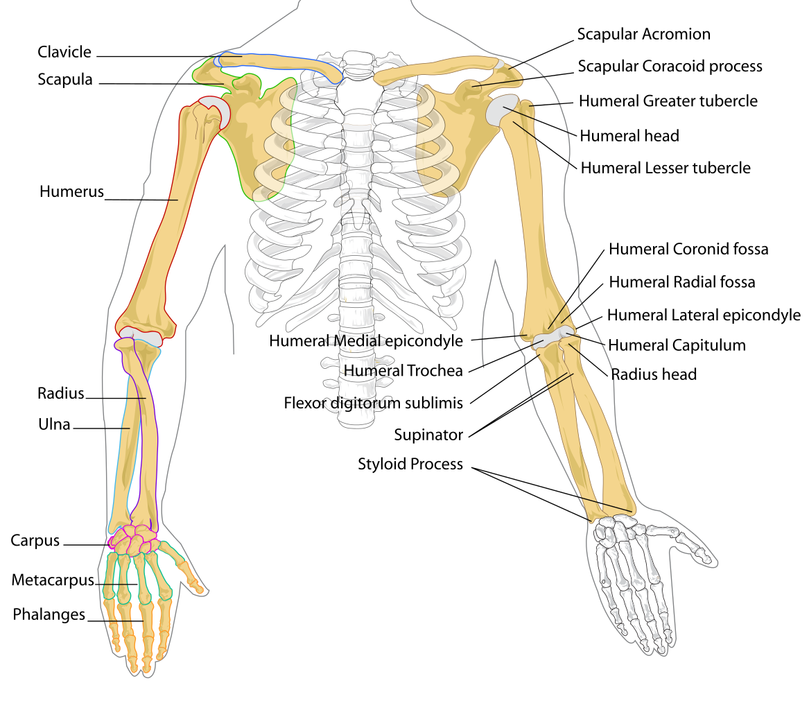 Upper Gi Series Test