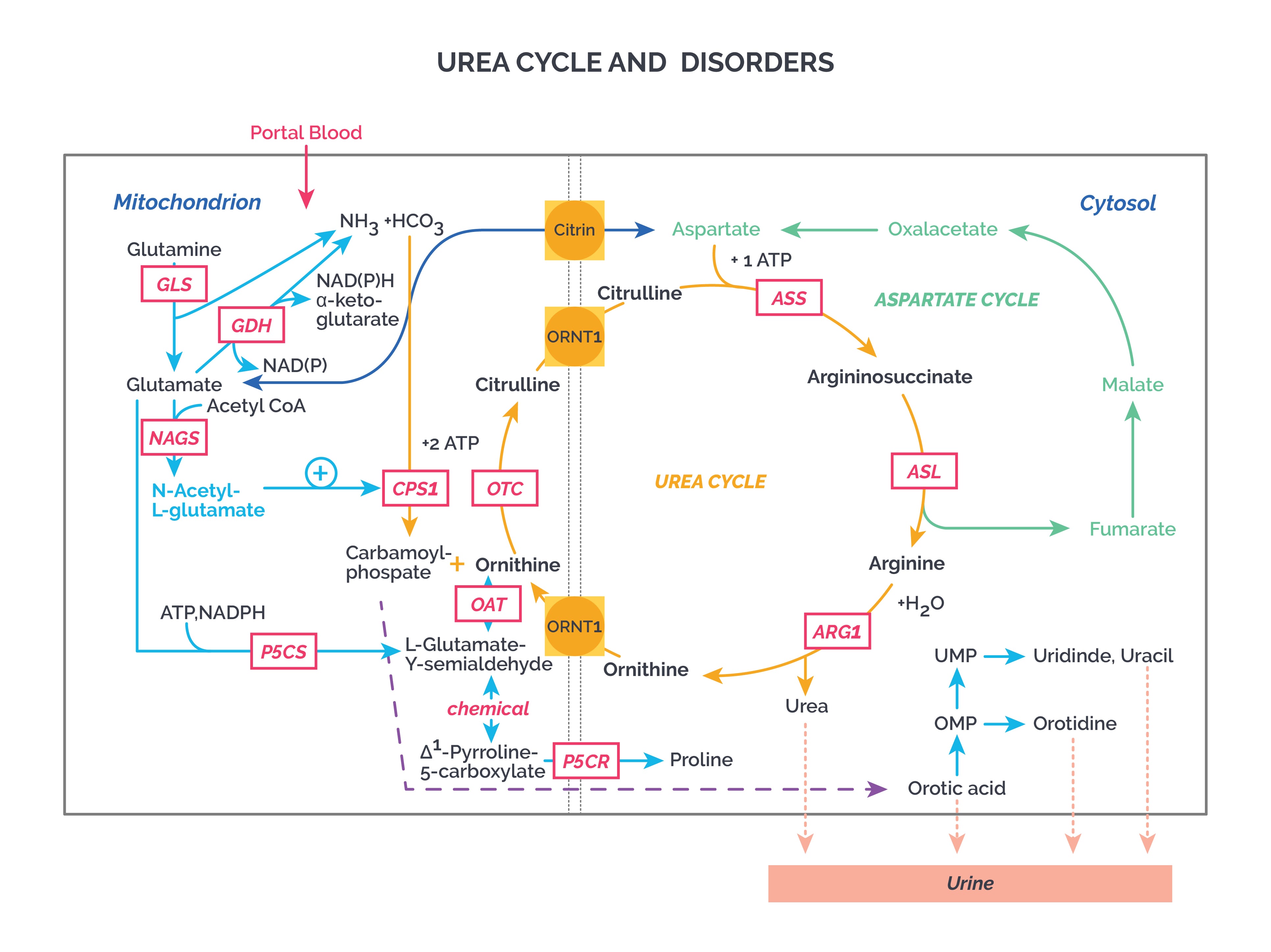 Urea Nitrogen Blood Bun