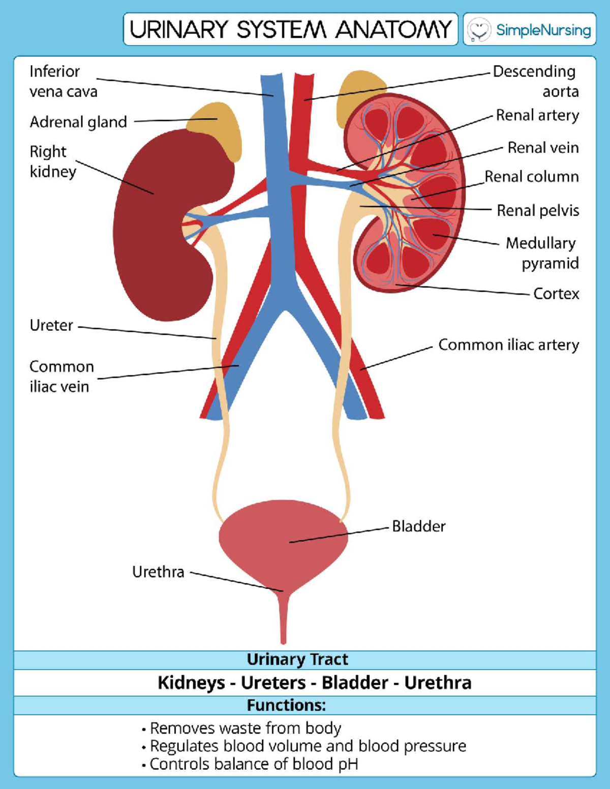 Urinary Catheters For Men