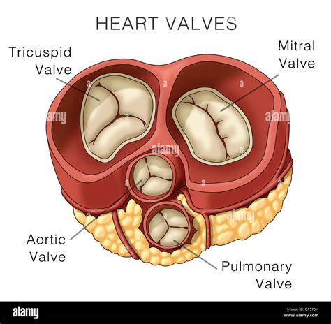 Valvulas Del Corazon