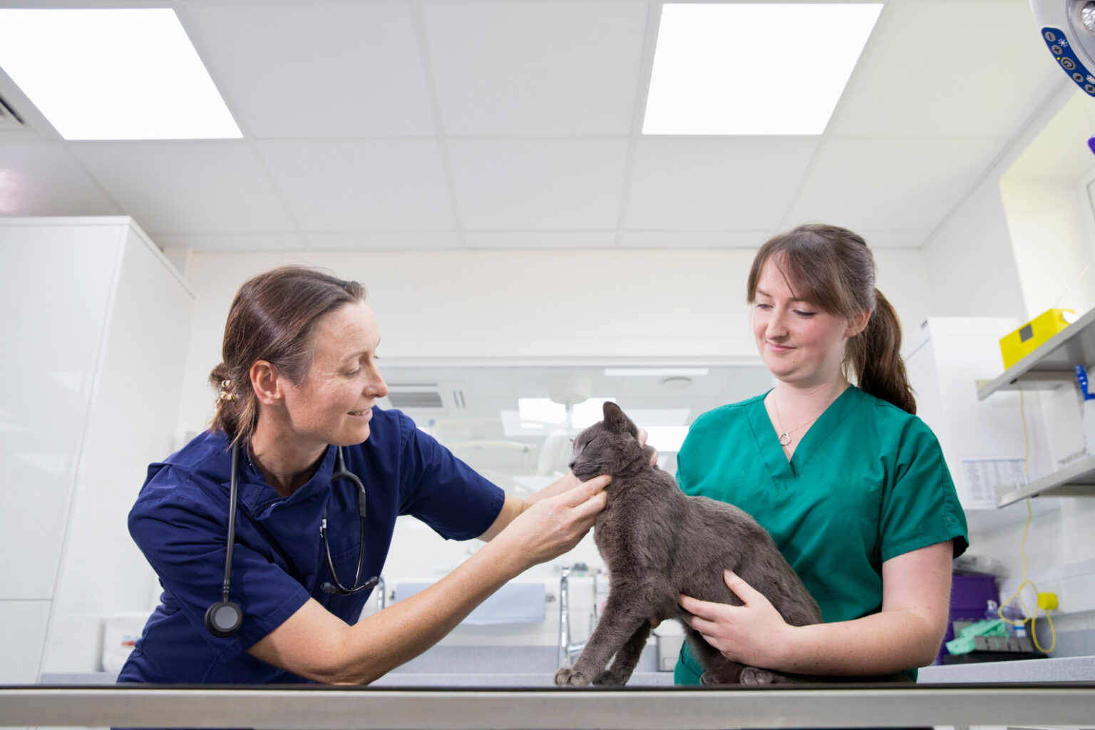 Veterinary Assistant Vacancy