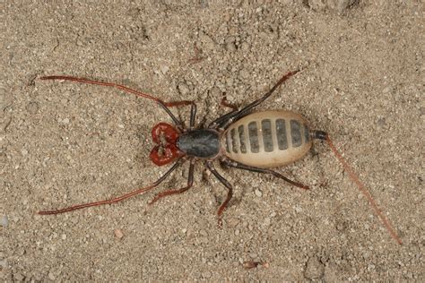 Vinegaroon Do They Sting