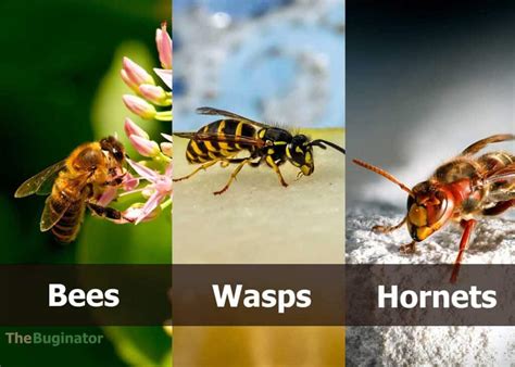Wasp vs Bee vs Hornet: Surprising Differences You Didn’t Know