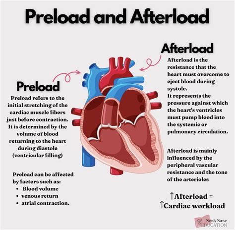 What Affects Afterload