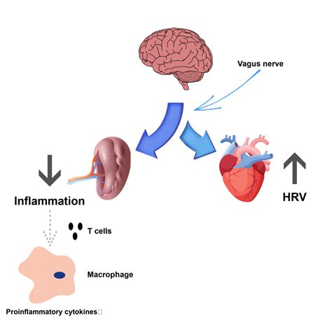 What Affects Hrv