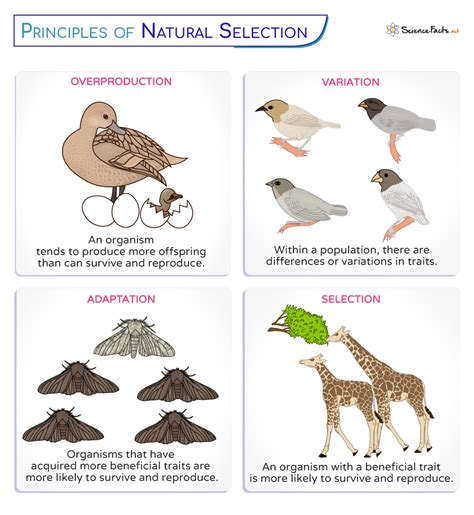 What Affects Natural Selection
