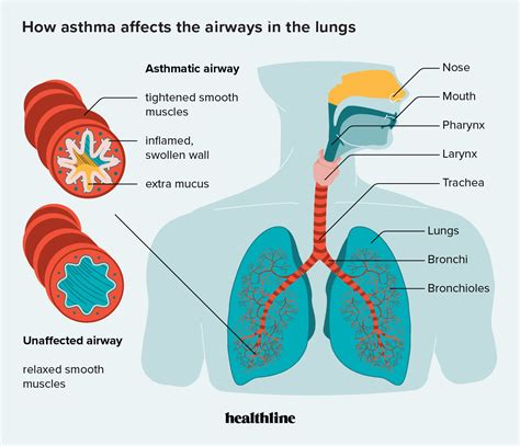 What Affects Respiratory Function