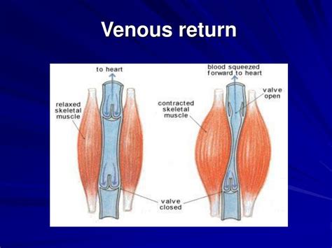 What Affects Venous Return