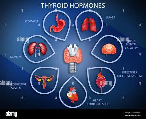 What Affects Your Thyroid